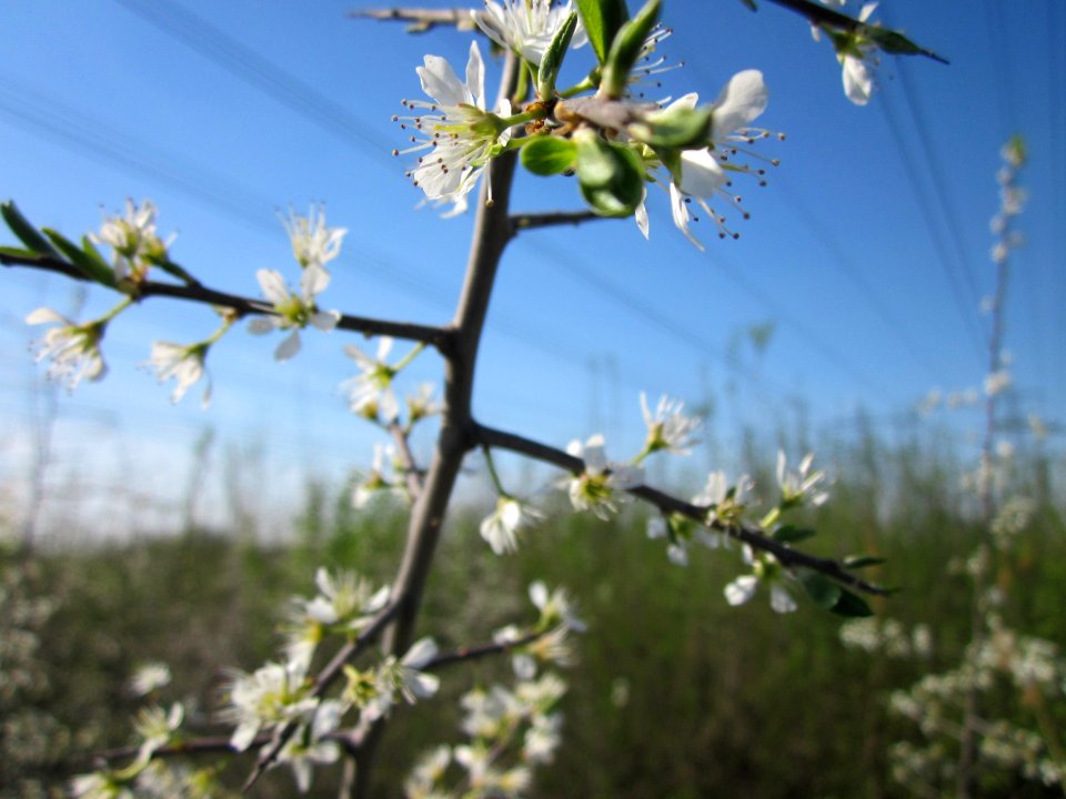 20130424Schlehdorn_Hockenheim08