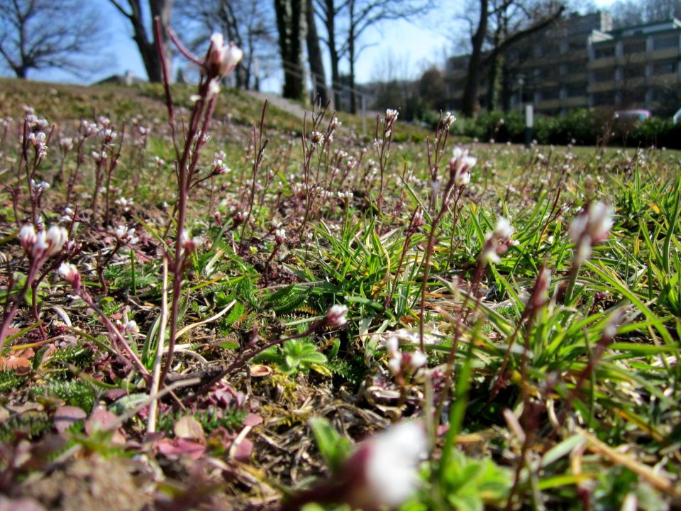 20130402Cardamine_hirsuta2