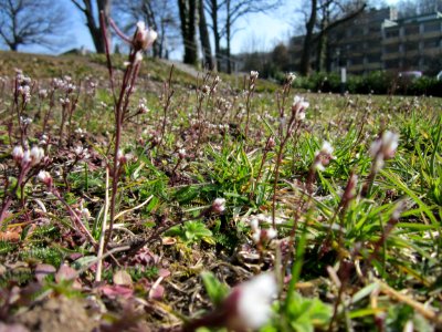 20130402Cardamine_hirsuta2