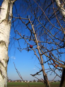 20130315Weissdorn_Hockenheim2