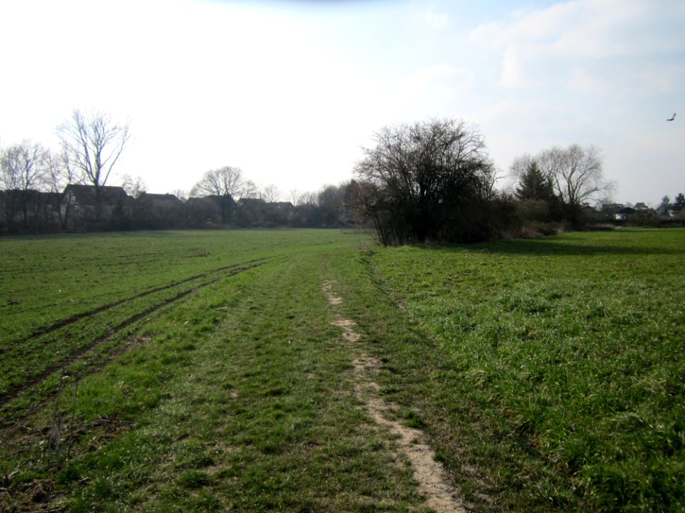 20130327Froeschau_Reilingen4