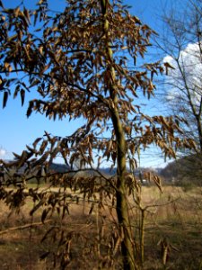 20130407St_Arnualer_Wiesen14