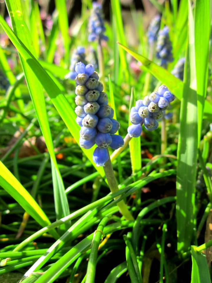 20130412Traubenhyazinthe_Hockenheim2