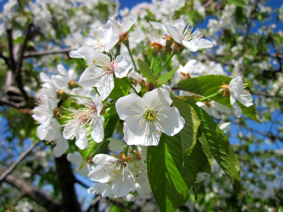 20130424Kirsche_Hockenheim2