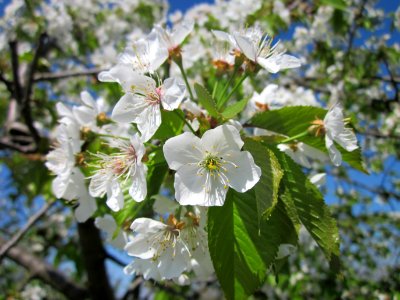 20130424Kirsche_Hockenheim2