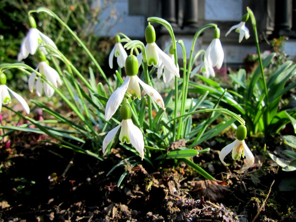20130402Galanthus_nivalis1
