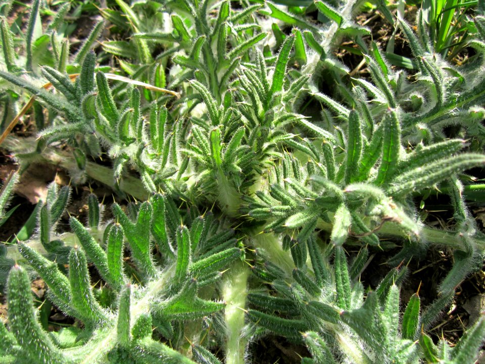 20130413Carduus_acanthoides2