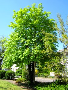 20130424Kastanie_Hockenheim