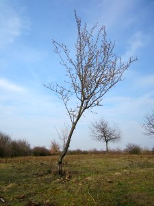 20130324Prunus_cerasifera_Reilingen1