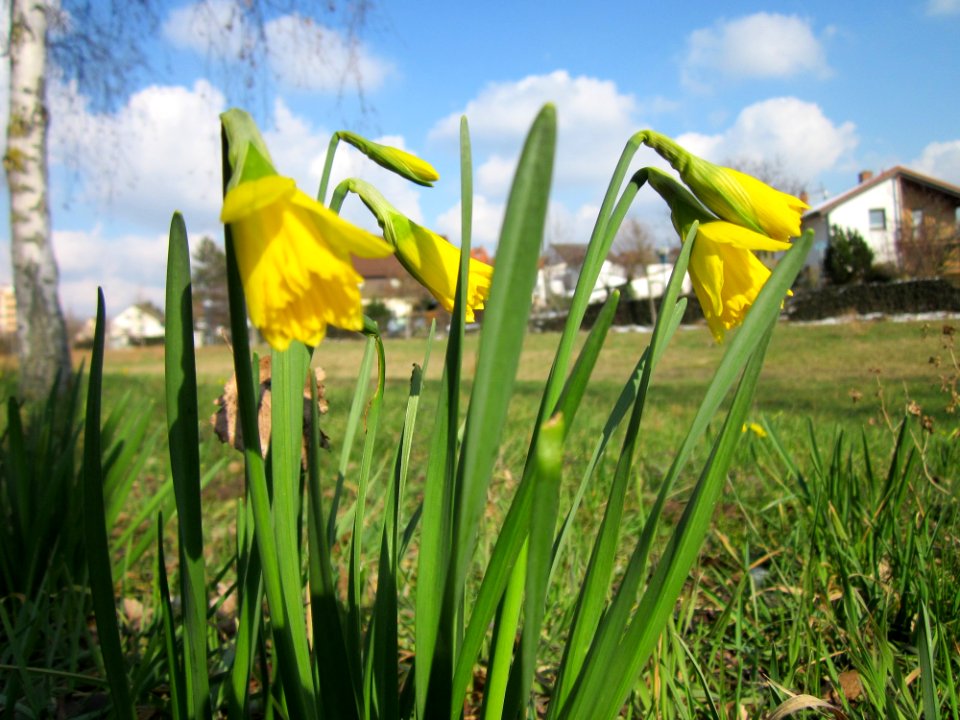 20130314Osterglocken_Hockenheim2