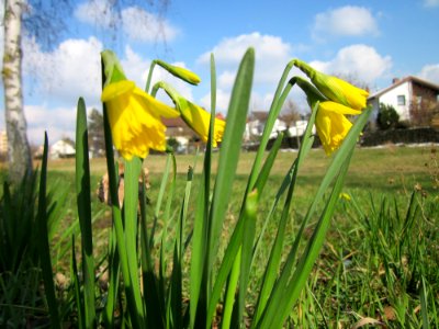 20130314Osterglocken_Hockenheim2