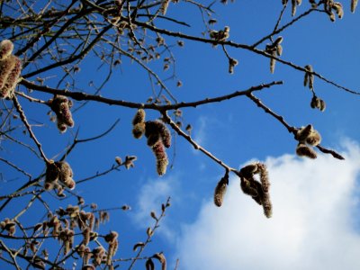 20130314Populus_tremula4