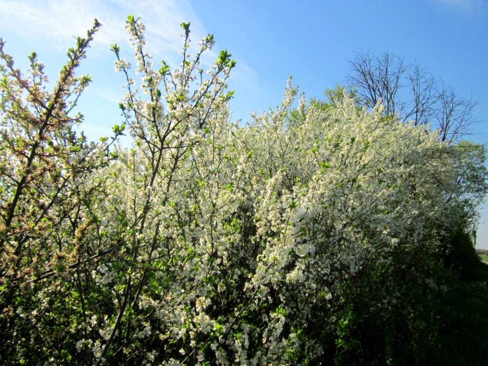 20130424Schlehdorn_Hockenheim12