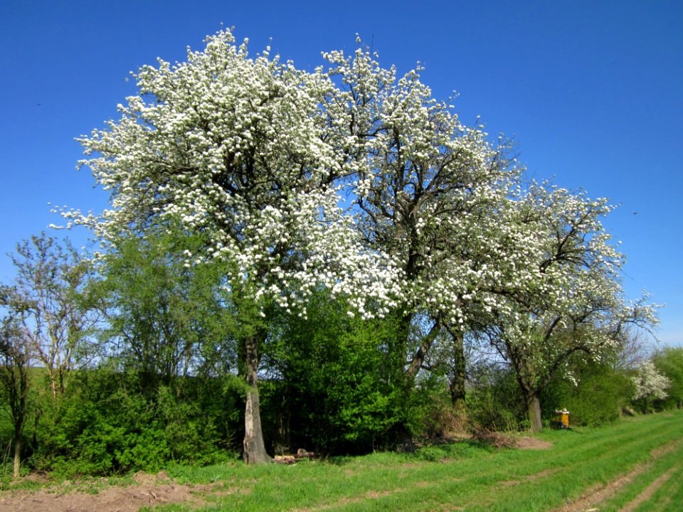 20130424Birne_Hockenheim4