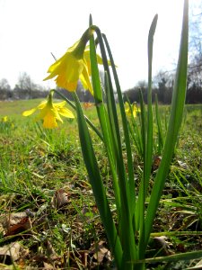 20130314Osterglocken_Hockenheim1