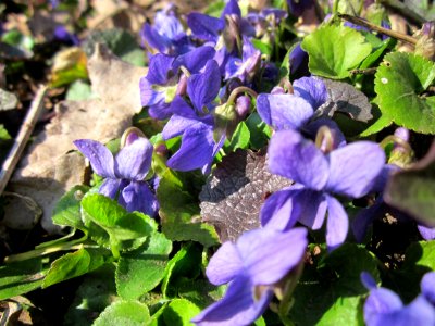 20130407Viola_odorata2