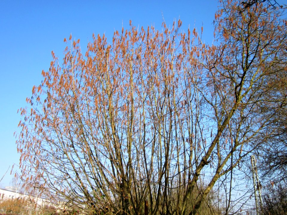 20130402Haselnuss_Saarbruecken