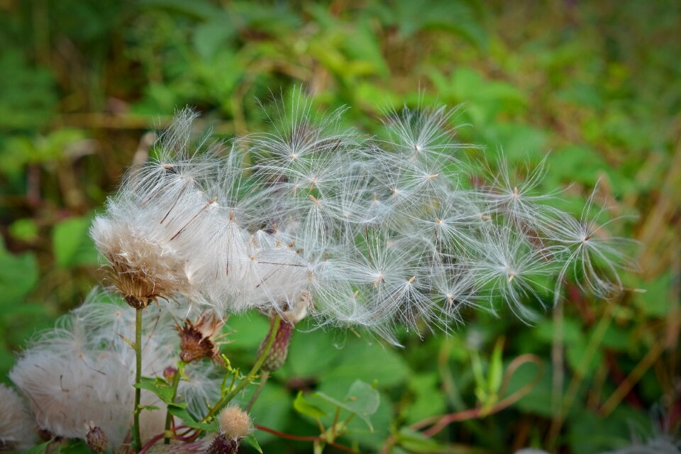 Plant close up reproduction