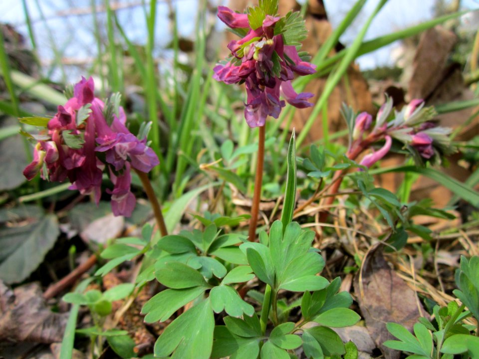 20130403Lerchensporn_Saarbruecken2