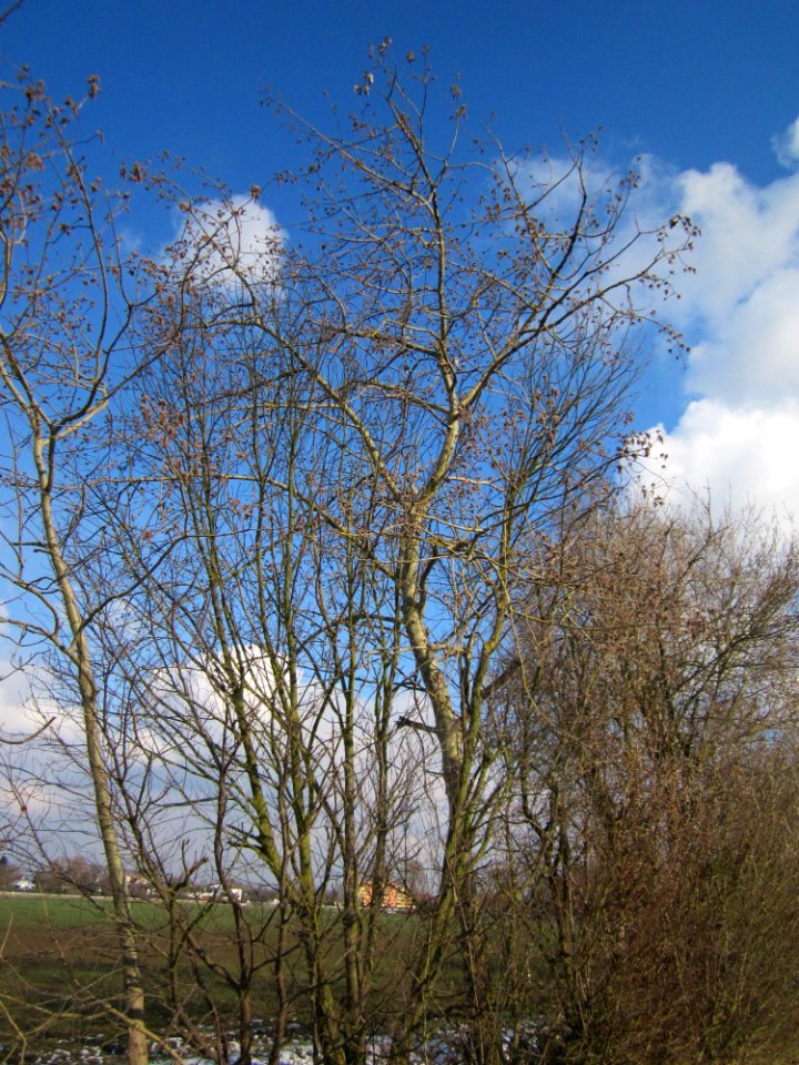 20130314Populus_tremula2
