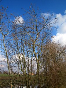 20130314Populus_tremula2