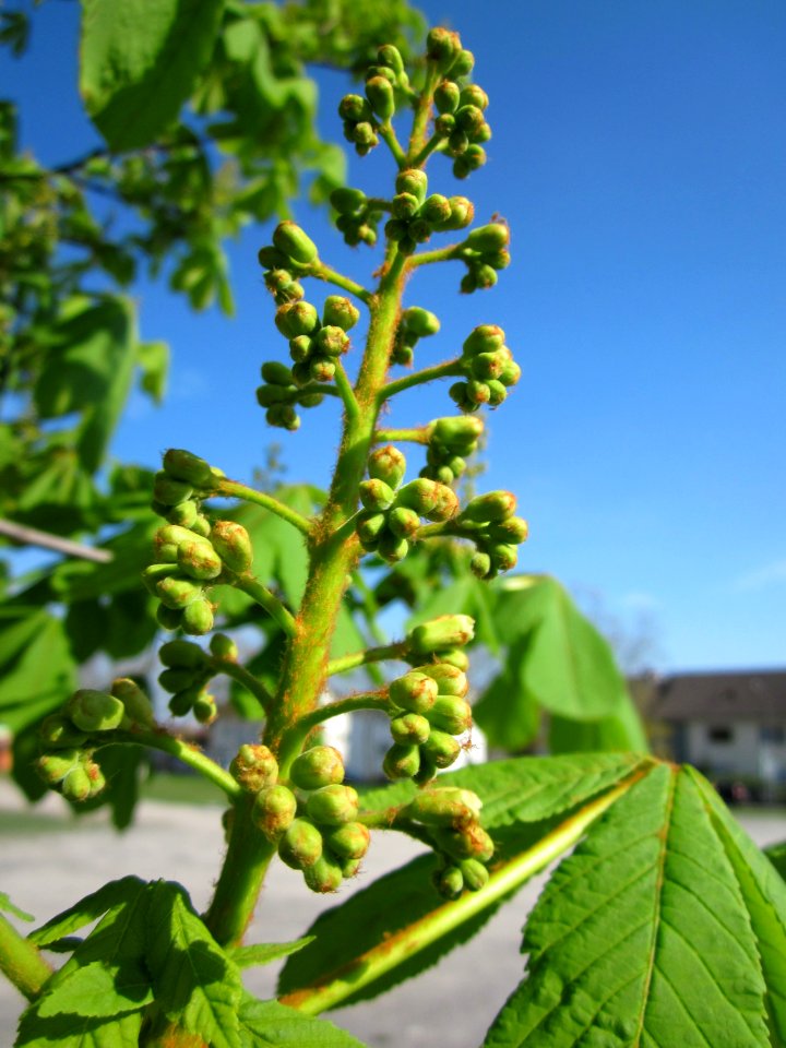 20130423Rosskastanie_Hockenheim12