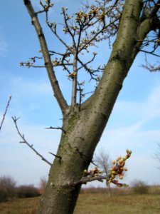 20130324Prunus_cerasifera_Reilingen4