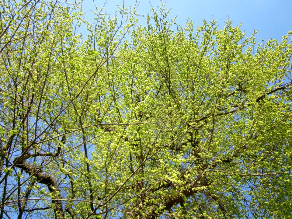 20130423Ulme_Karlsruherstr_Hockenheim3