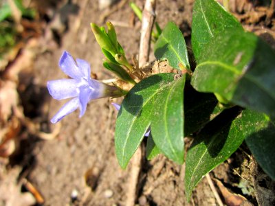 20130407Vinca_minor2 photo