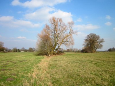 20130327Salix_alba04