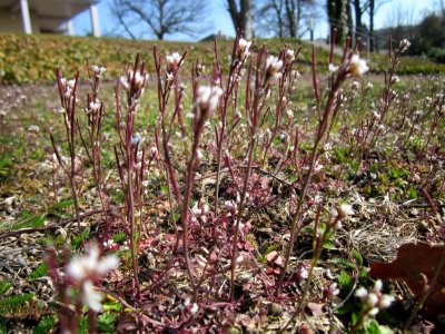 20130402Cardamine_hirsuta1