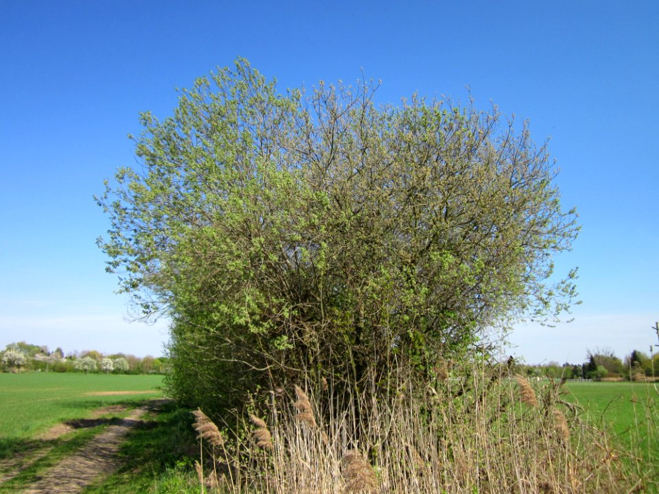 20130424Salix_cinerea08