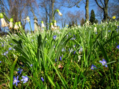 20130402Galanthus_nivalis_-_Scilla_luciliae