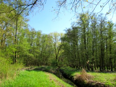 20130424Marlach1