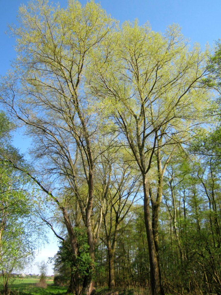 20130424Marlach6