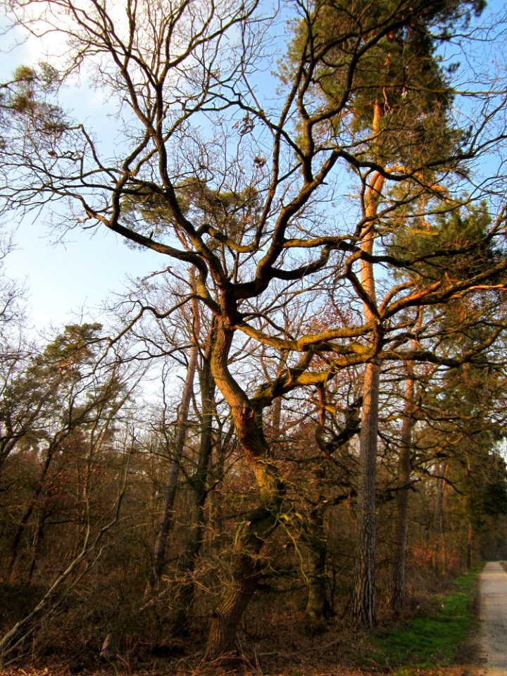 20130327Eiche_Reilinger_Eck