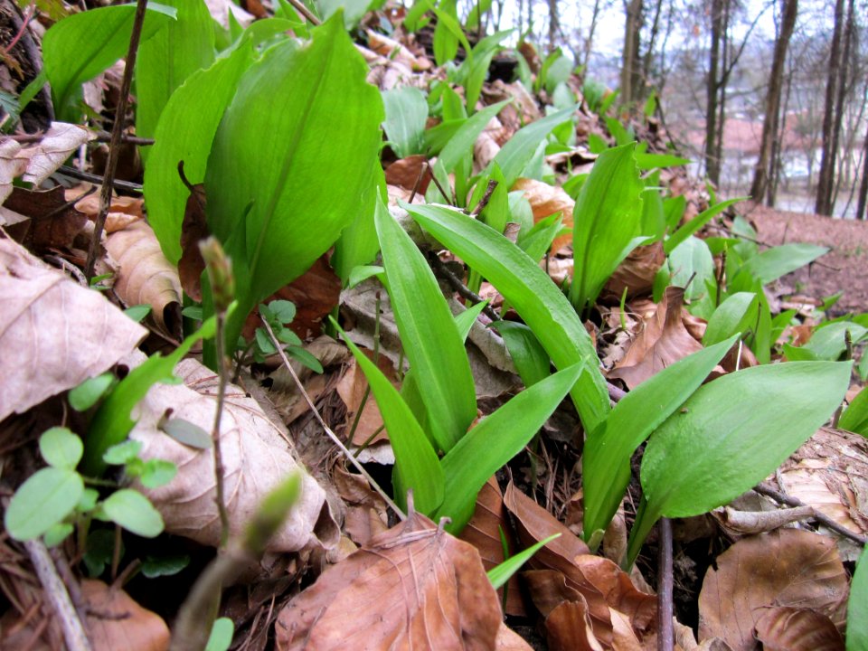 20130331Allium_ursinum2