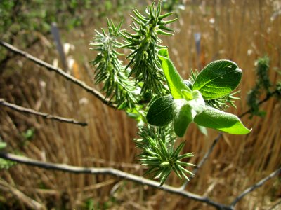 20130424Salix_cinerea03