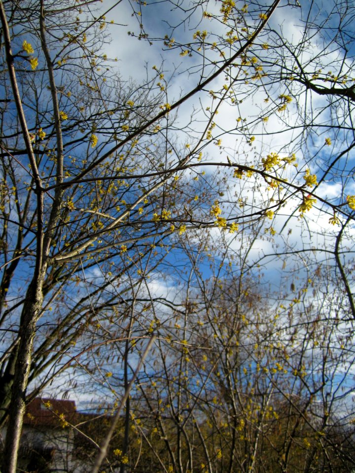 20130320Kornelkirsche_Hockenheim3