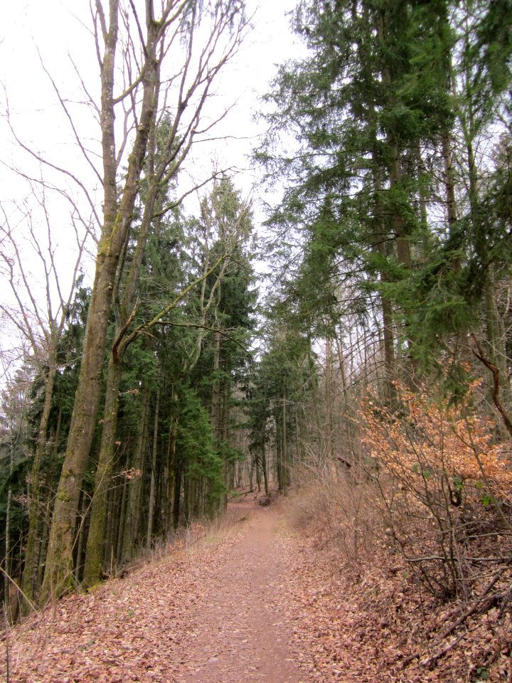 20130331Picea_abies3