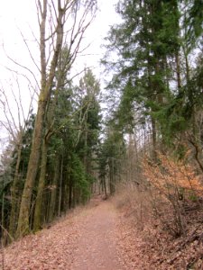 20130331Picea_abies3