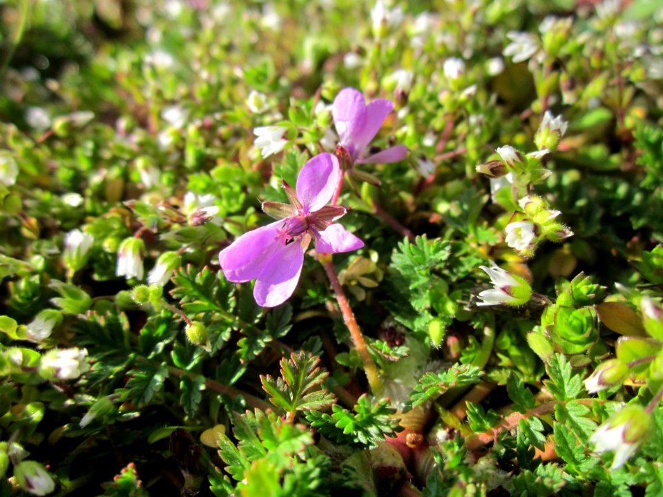 20130412Reiherschnabel_Hockenheim