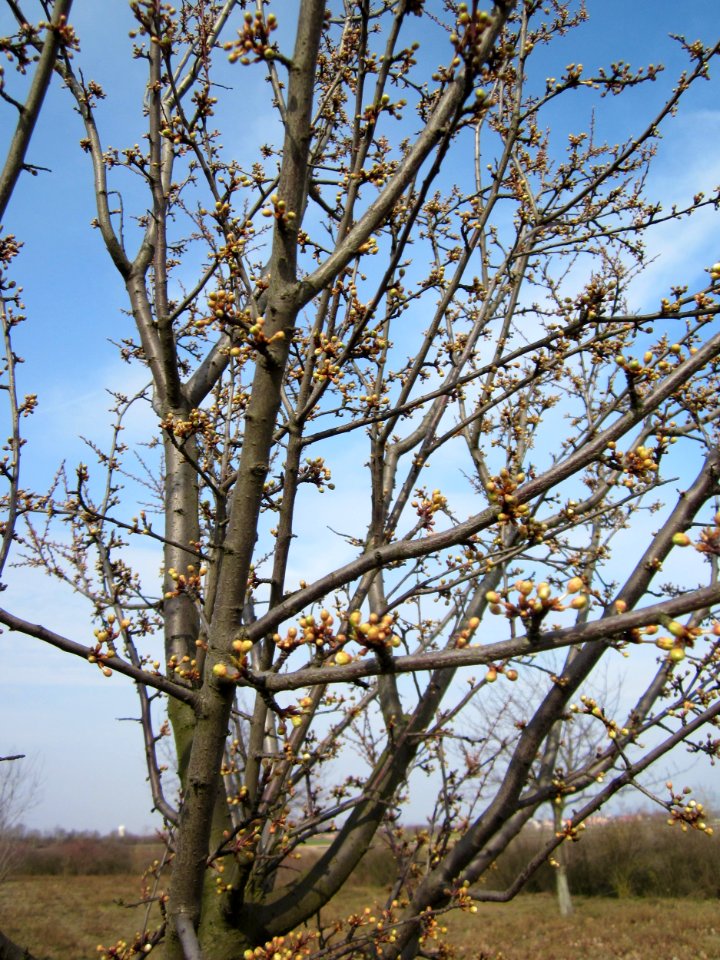 20130324Prunus_cerasifera_Reilingen2