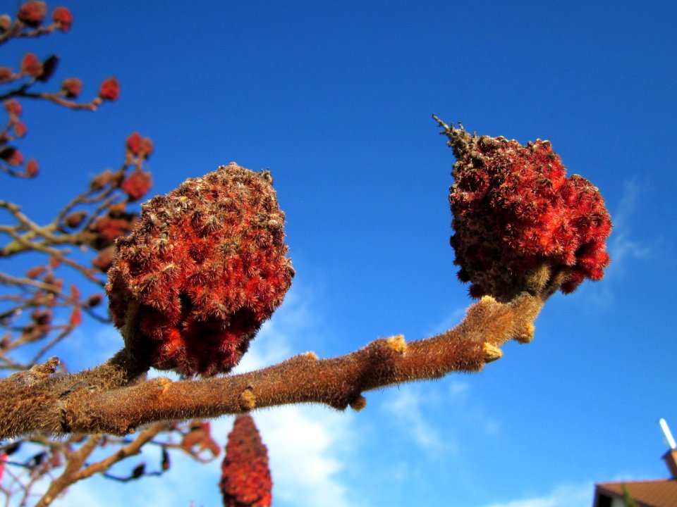 20130412Essigbaum_Hockenheim2