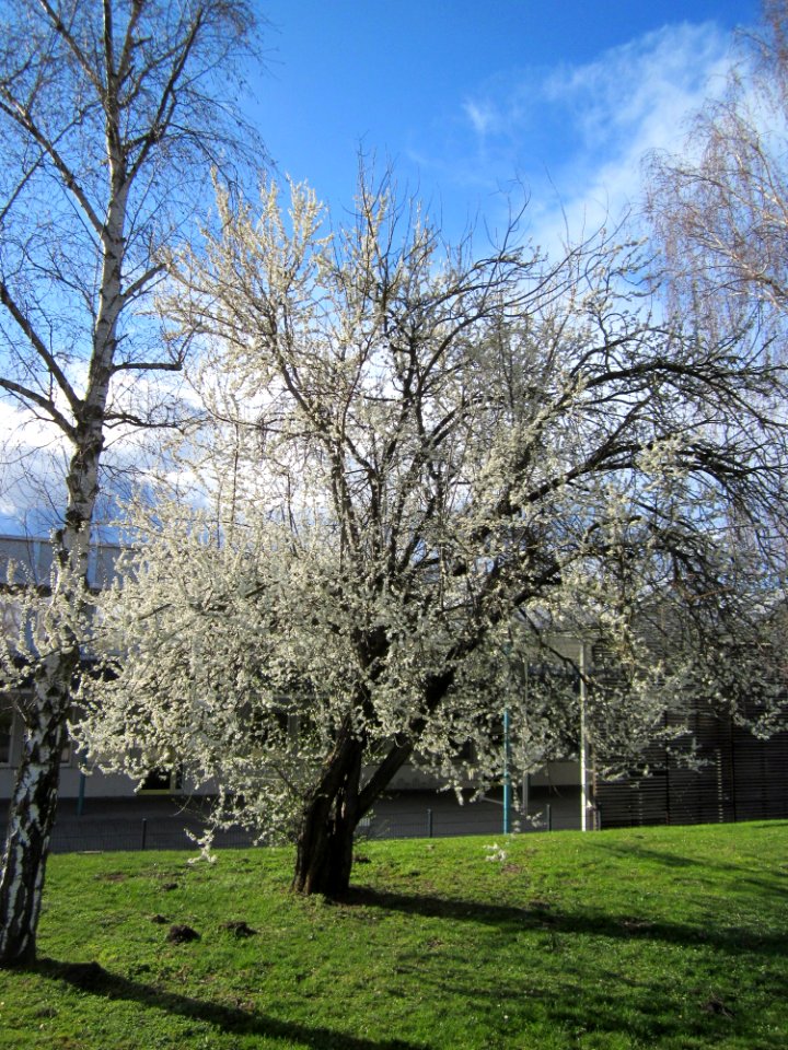 20130412Gartenschaupark_Hockenheim01