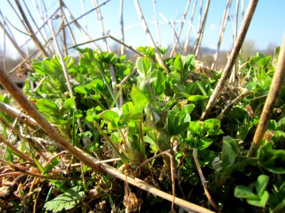 20130407Medicago_×_varia
