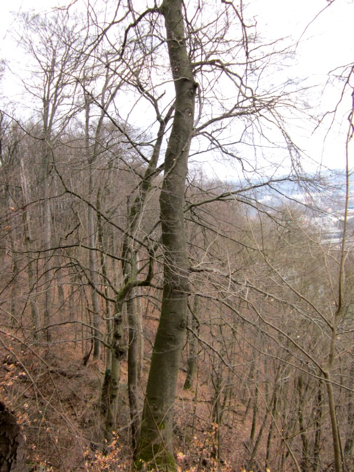 20130331Felsenwege_Sonnenberg02