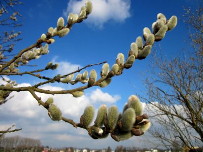 20130314Salix_caprea16