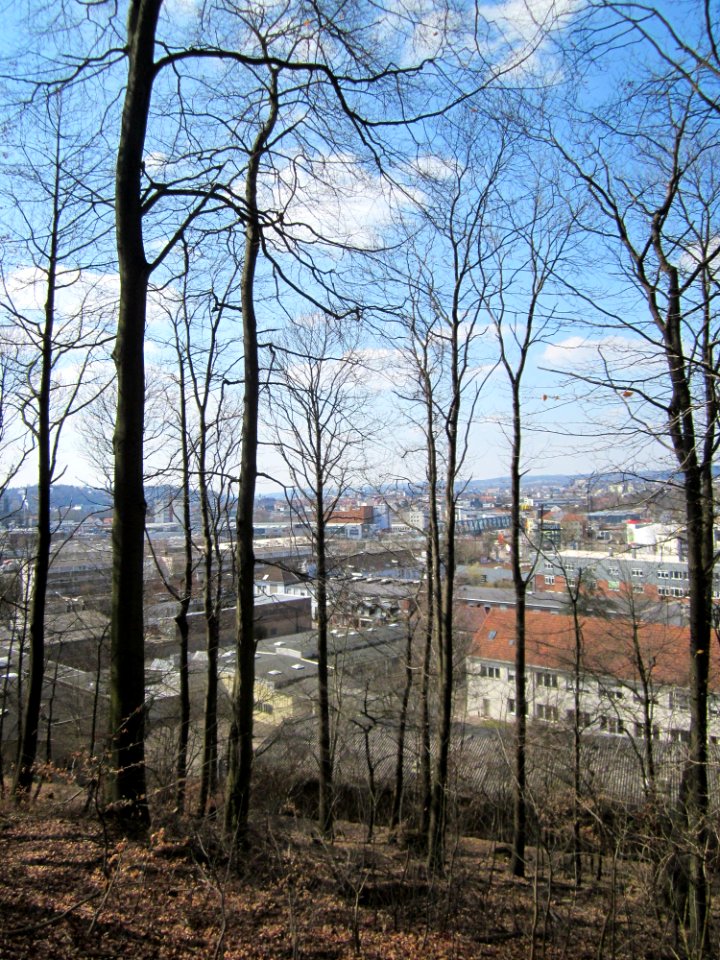 20130407Fagus_sylvatica4