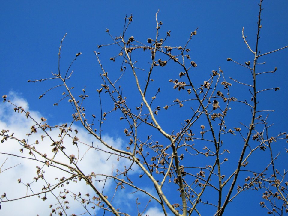 20130314Populus_tremula3